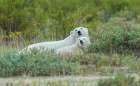 Polar bear sow with her cub rests in the willows near the shoreline of Hudson Bay Landscape Print
